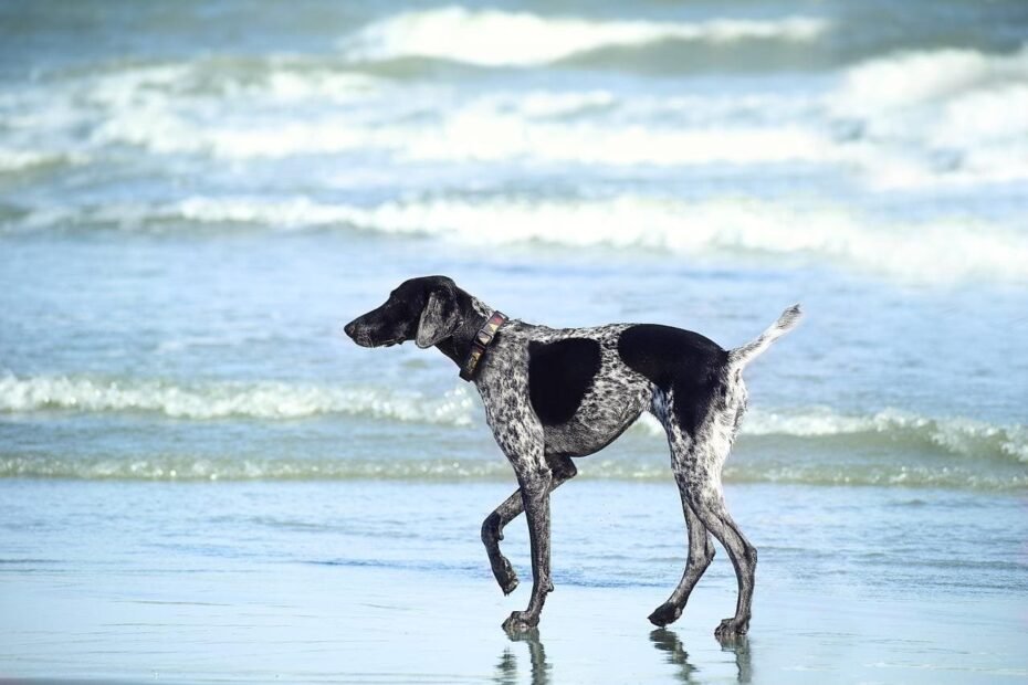 Cuidados com cães pré e pós-viagem para a praia